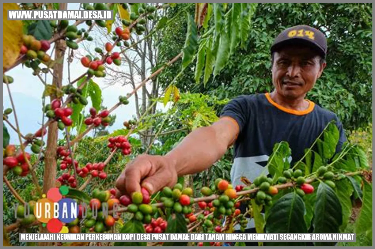 Menjelajahi Keunikan Perkebunan Kopi Desa Pusat Damai: Dari Tanam Hingga Menikmati Secangkir Aroma Nikmat