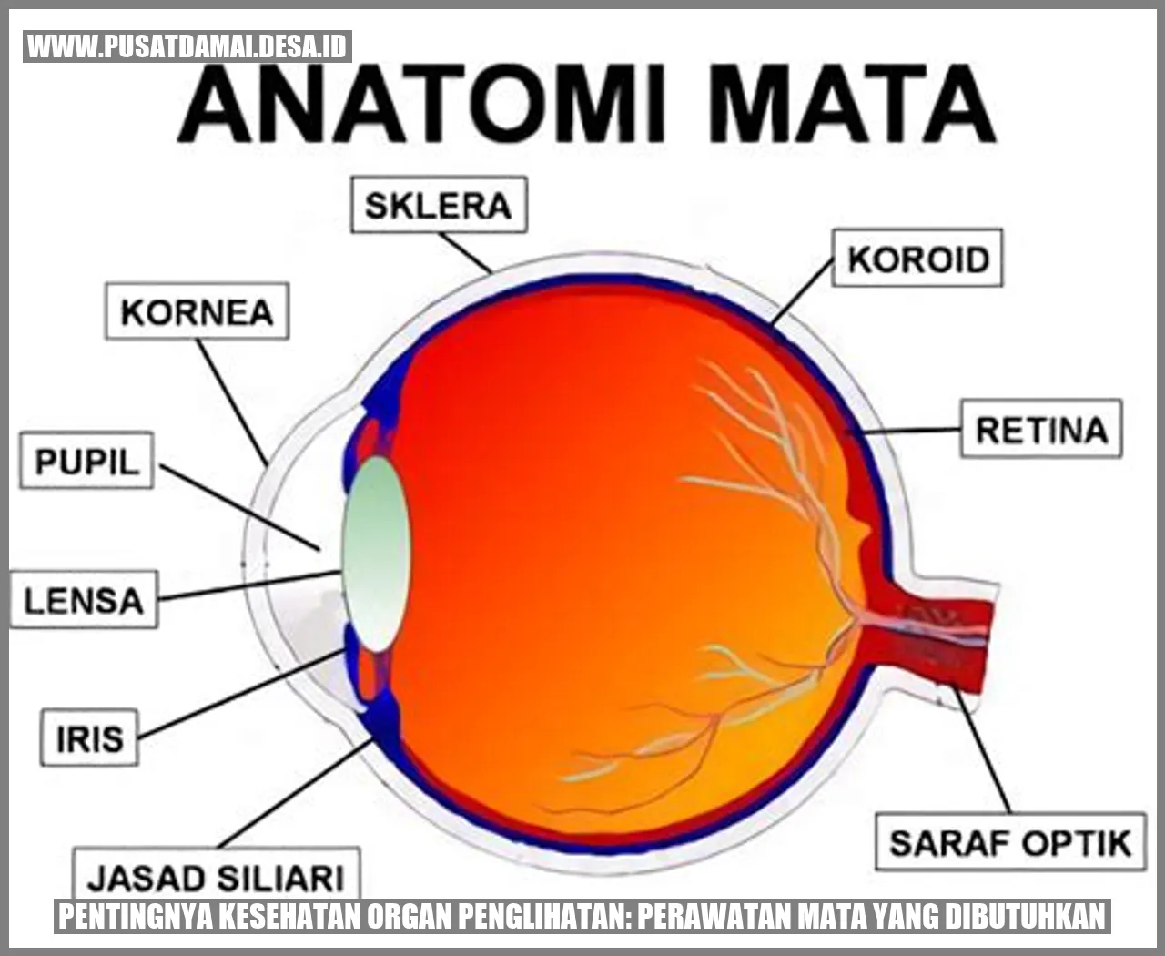 Pentingnya Kesehatan Organ Penglihatan: Perawatan Mata yang Dibutuhkan